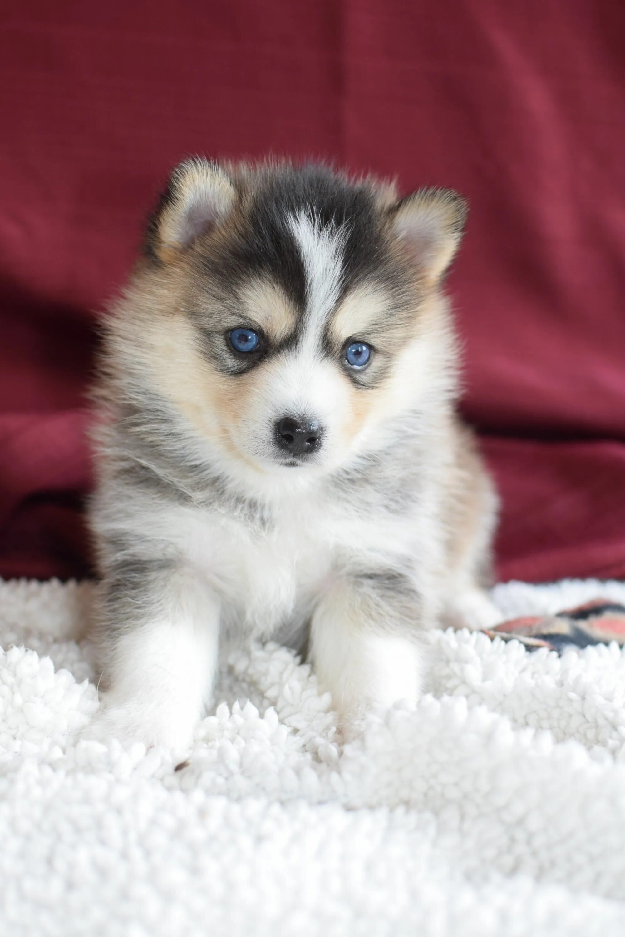 Помски собака фото цена щенка в рублях Pomsky Puppy. Süße hunde, Hunde