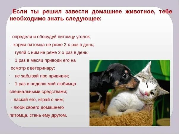 Понаблюдай за своим домашним питомцем Правила содержания домашнего животного Управление ветеринарии Ставропольского кр