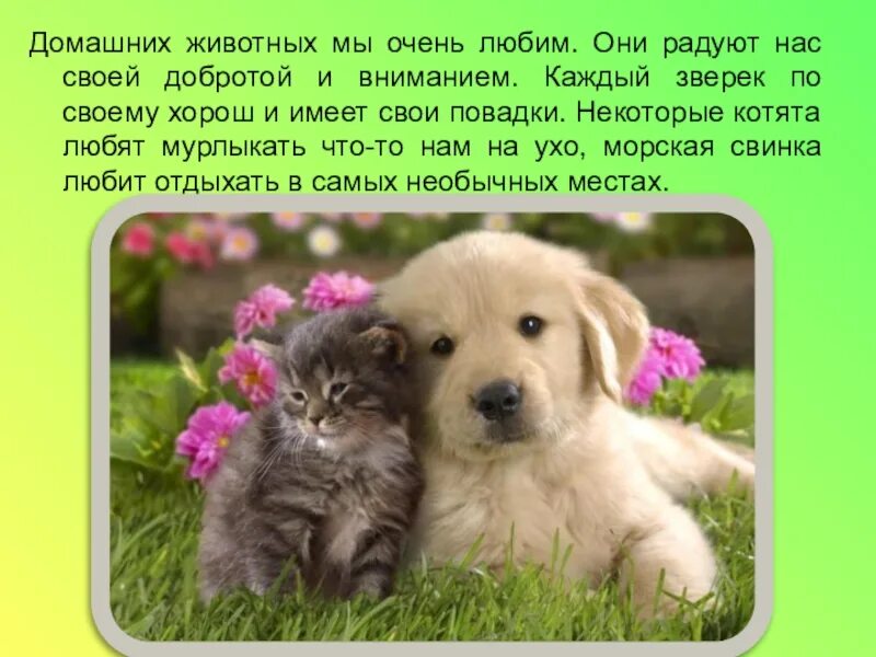 Презентация "Комфортно ли кошке рядом с людьми?" (6 класс) по биологии - скачать