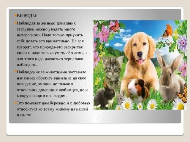 Понаблюдай за своим домашним питомцем "Мы в ответе за тех, кого приручили"