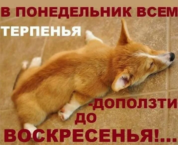 Понедельник картинки с животными Pin by Ruby Puss on Funny Good morning funny, Cool words, Funny