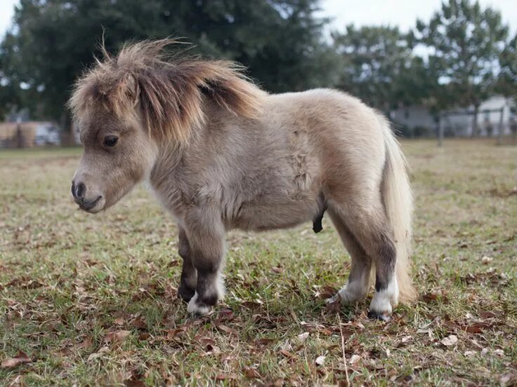 Пони фото животного Image �: Shammy : le cheval miniature devient une star du web Diaporama ... Hors