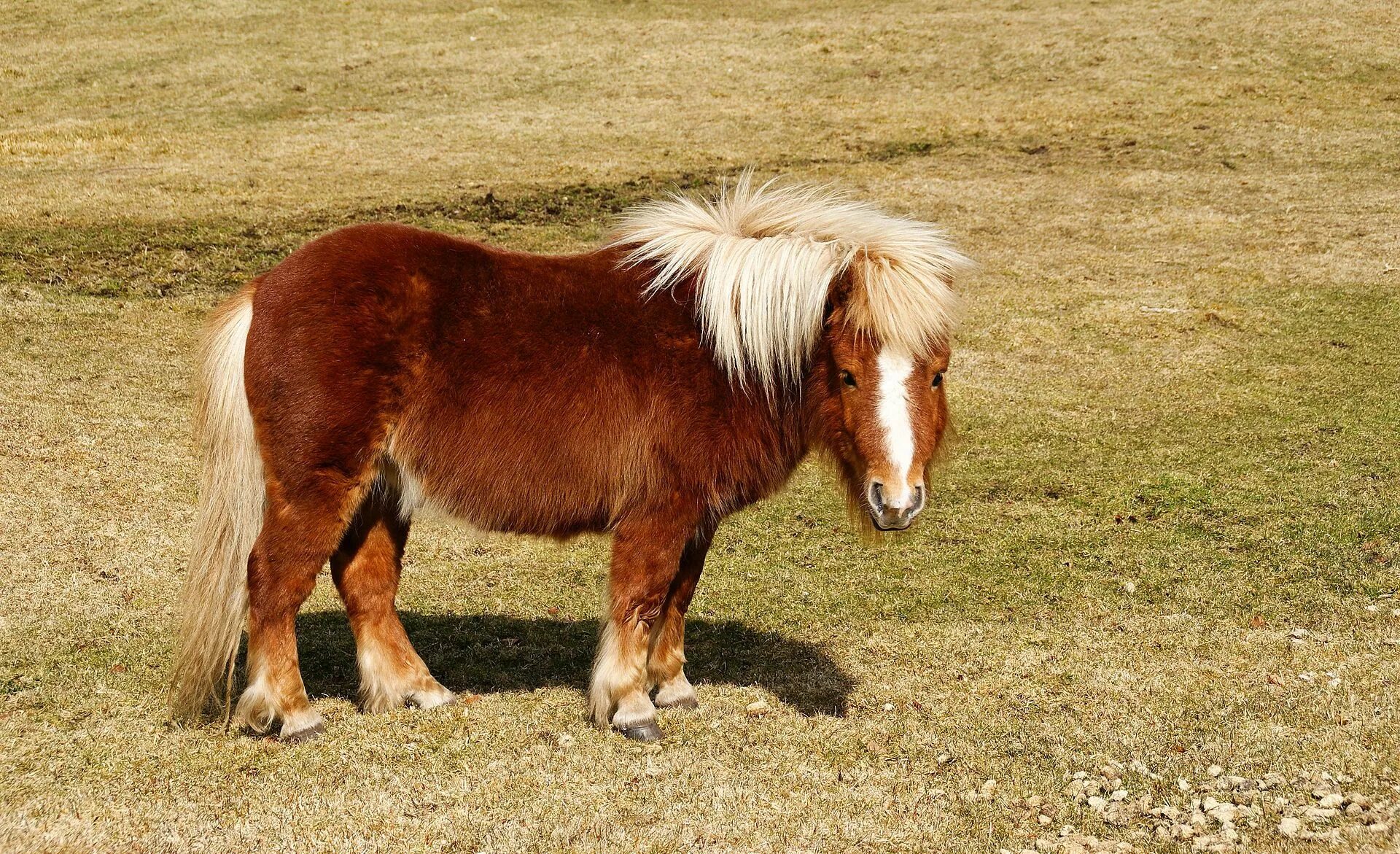 Пони фото животного Shetland (cheval) Horses, Shetland pony, Small horse breeds