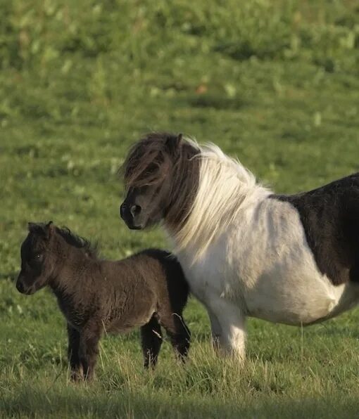 Пони фото животного Spotlight on: Miniature Horses Miniature horse, Horses, Horse rescue