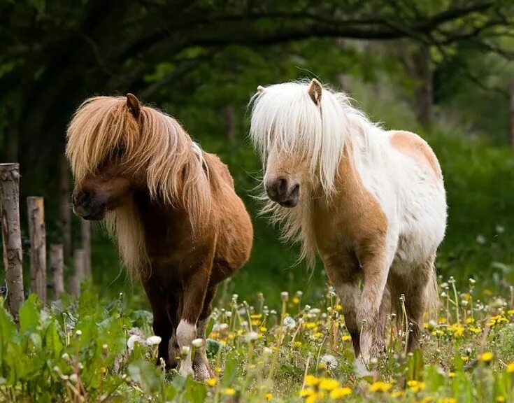 Пони фото животного Horses, Cute ponies, Pony horse