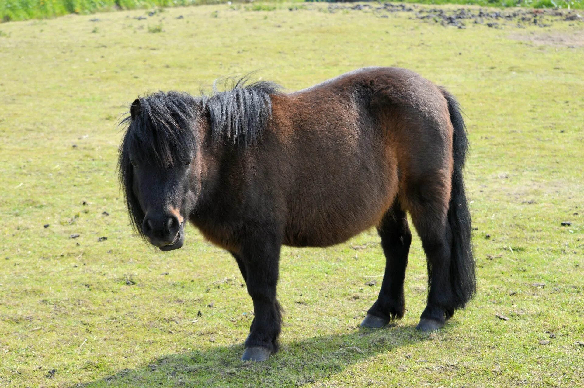 Пони фото животного Download free photo of Pony,grazing,farm,animal,pony - from needpix.com