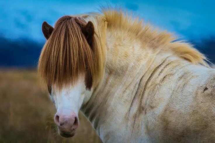 Пони с челкой фото The Icelandic Horse - All you Need to Know About this Beautiful Breed Icelandic 