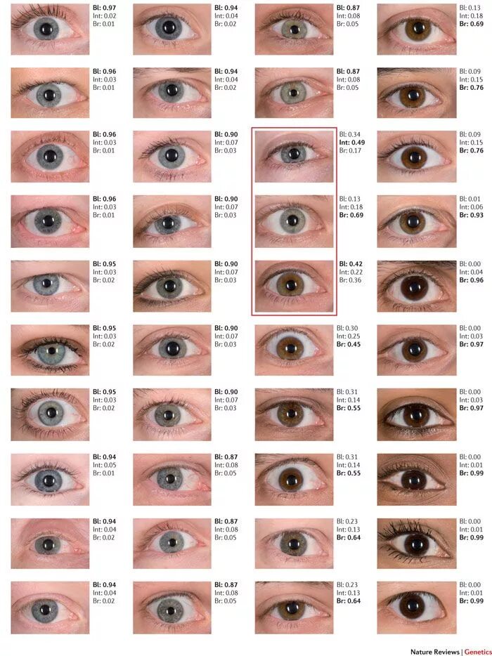 Понять какой цвет глаз по фото Eye Color Chart Eye color chart, Eye color facts, Blue eye color