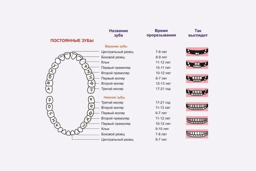 Поочередность прорезывания зубов у детей схема фото Температура при прорезывании зубов