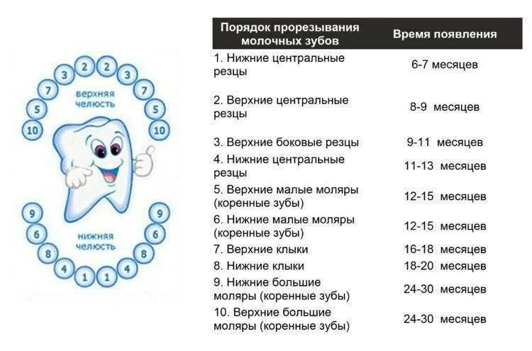 Поочередность прорезывания зубов у детей схема фото Время первого зуба