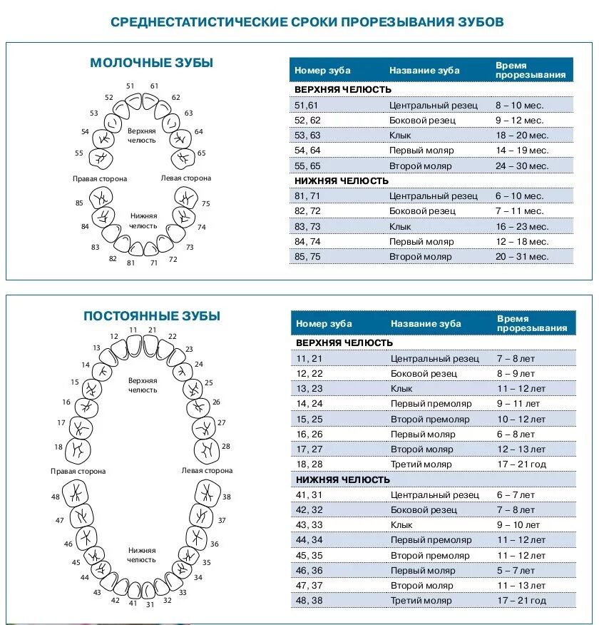 Поочередность прорезывания зубов у детей схема фото Статья о стоматологии: Травма зубов. Как оказывать первую помощь и что делать по