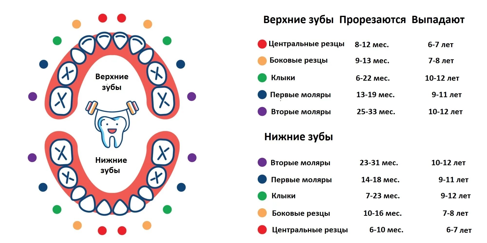 Поочередность прорезывания зубов у детей схема фото Когда и в каком порядке выпадают молочные зубы - Лайфхакер