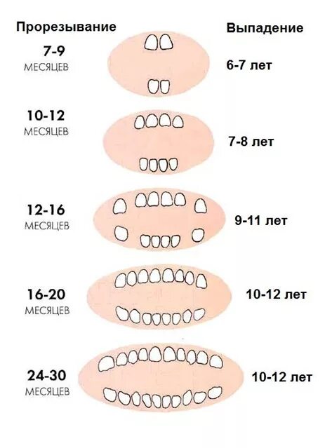 Поочередность прорезывания зубов у детей схема фото Вопросы детскому стоматологу - Самые важные вопросы - видео