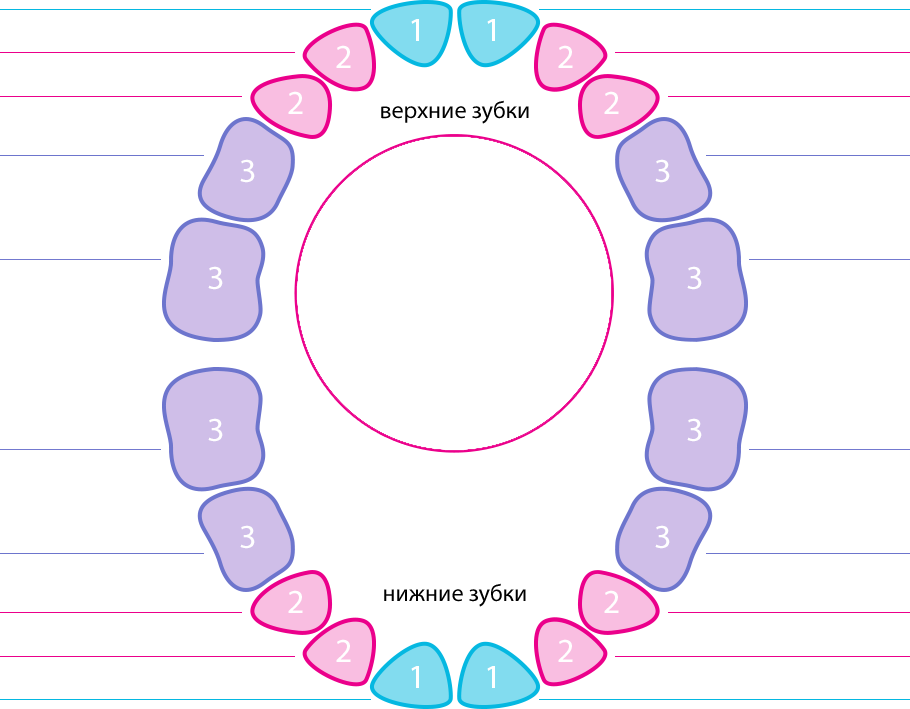 Поочередность прорезывания зубов у детей схема фото Растут зубки