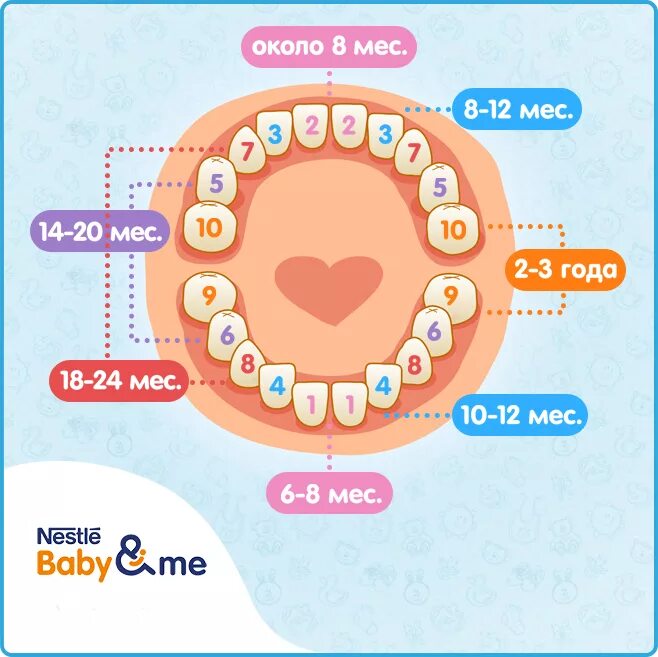 Поочередность прорезывания зубов у детей схема фото Защита молочных зубов Почему необходимо следить за здоровьем молочных зубов