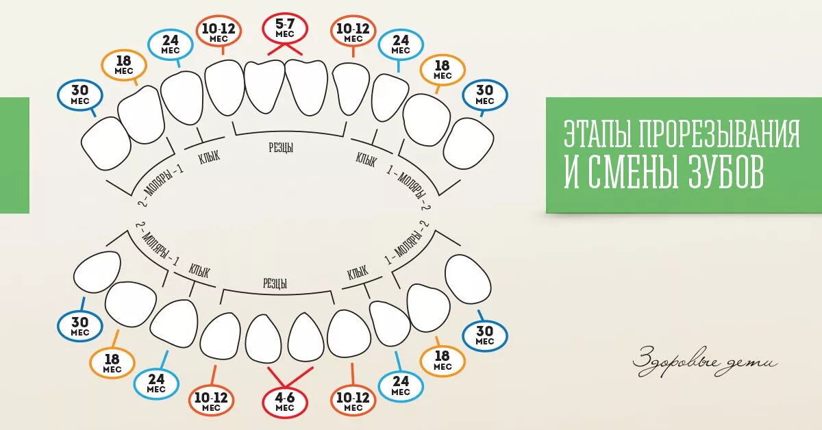 Поочередность прорезывания зубов у детей схема фото Cколько молочных зубов у детей должно быть?