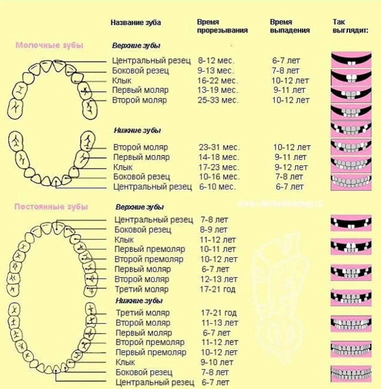 Поочередность прорезывания зубов у детей схема фото Пин от пользователя Виктор Пономаренко на доске 090 SKELETON Зубы, Обучение, Ана