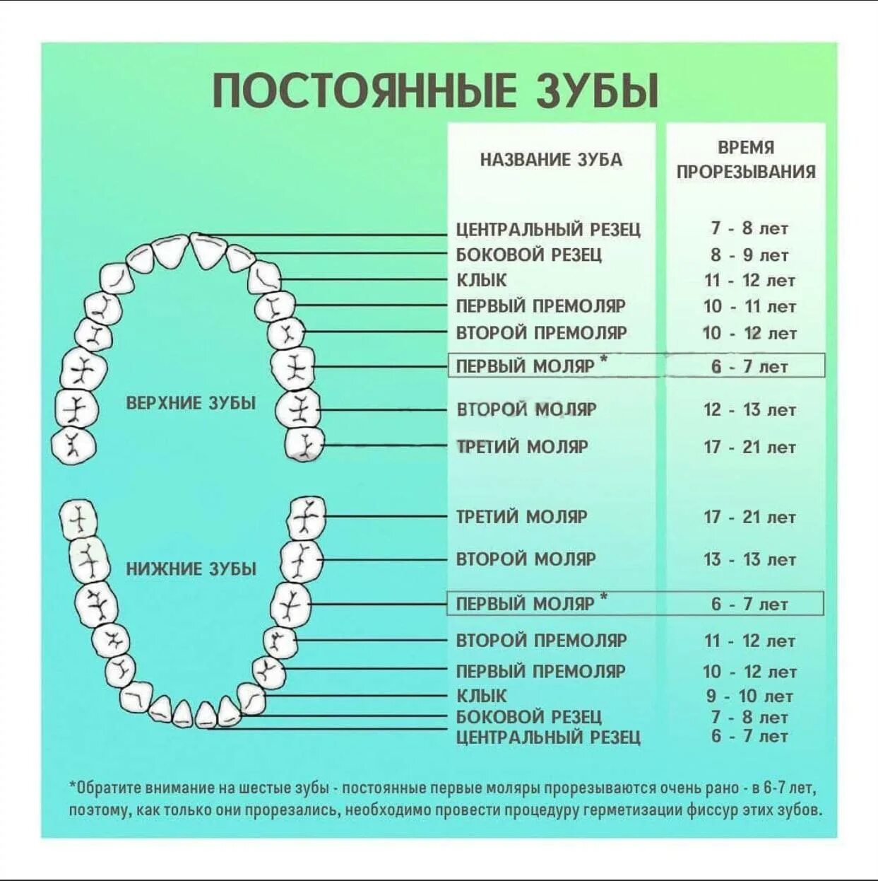 Поочередность прорезывания зубов у детей схема фото Во сколько начинают выпадать зубы у детей