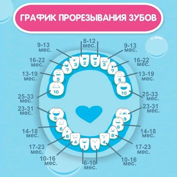 Поочередность прорезывания зубов у детей схема фото Какие зубы лезут в 6 лет