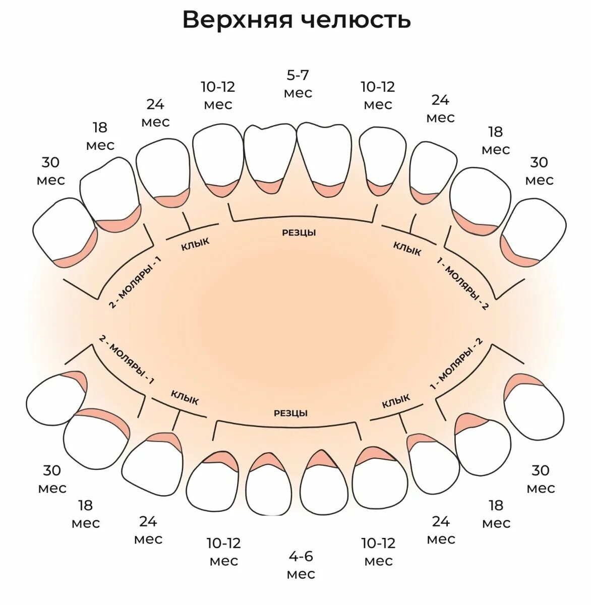 Поочередность прорезывания зубов у детей схема фото ПЕРВЫЕ МОЛОЧНЫЕ ЗУБЫ И ВСЕ, ЧТО О НИХ НУЖНО ЗНАТЬ Fabe kids Товары для детской б