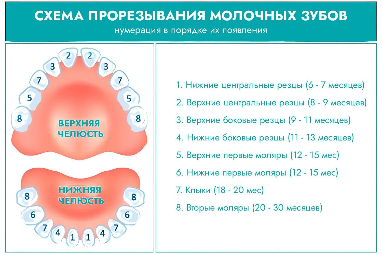 Поочередность прорезывания зубов у детей схема фото Схема роста зубов у новорожденных