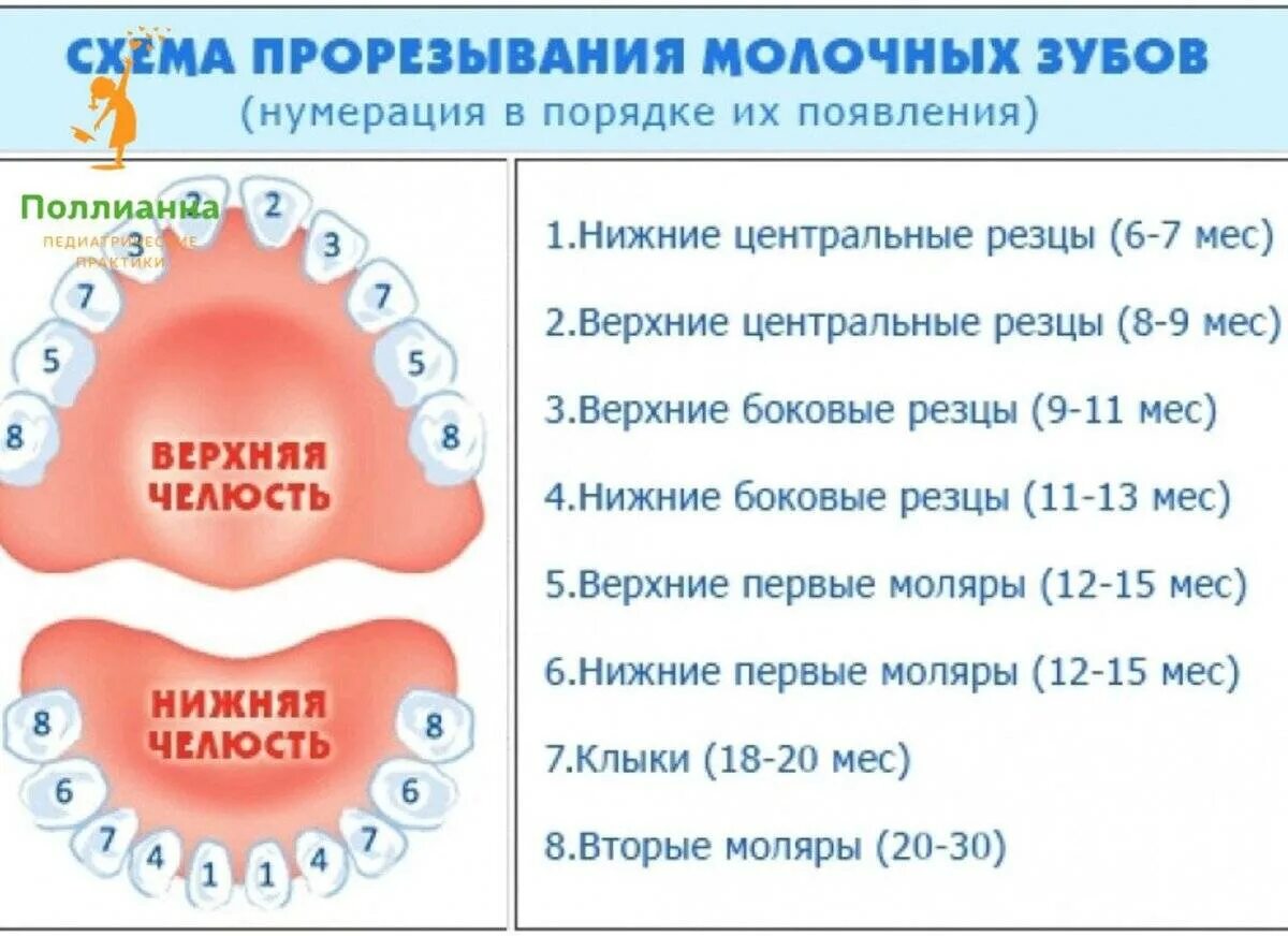 Поочередность прорезывания зубов у детей схема фото Когда у ребенка лезут зубы какие симптомы