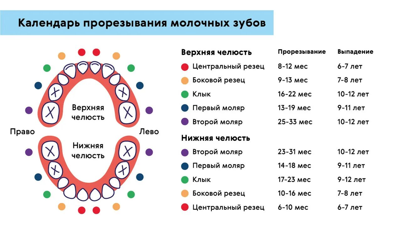 Поочередность прорезывания зубов у детей схема фото Молочный зуб 7