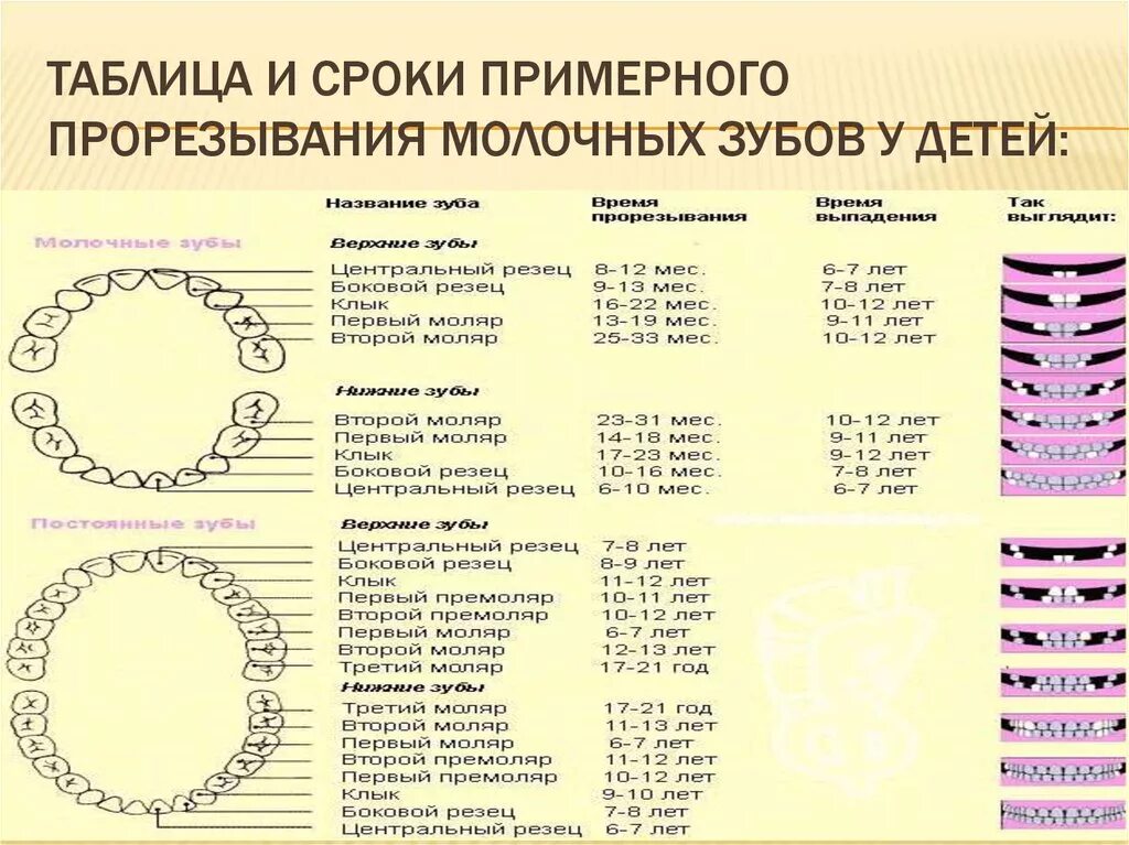 Поочередность прорезывания зубов у детей схема фото Схема роста зубов ребенка