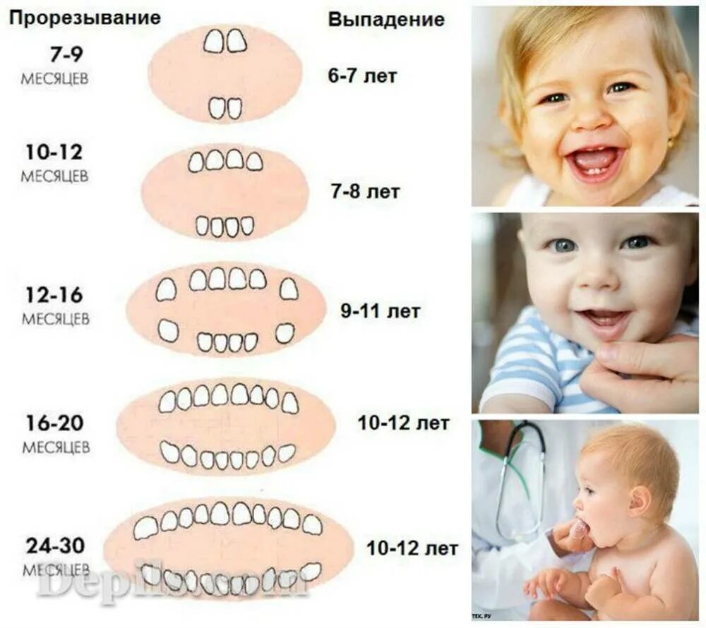 Поочередность прорезывания зубов у детей схема фото Схема прорезывания зубов картинка