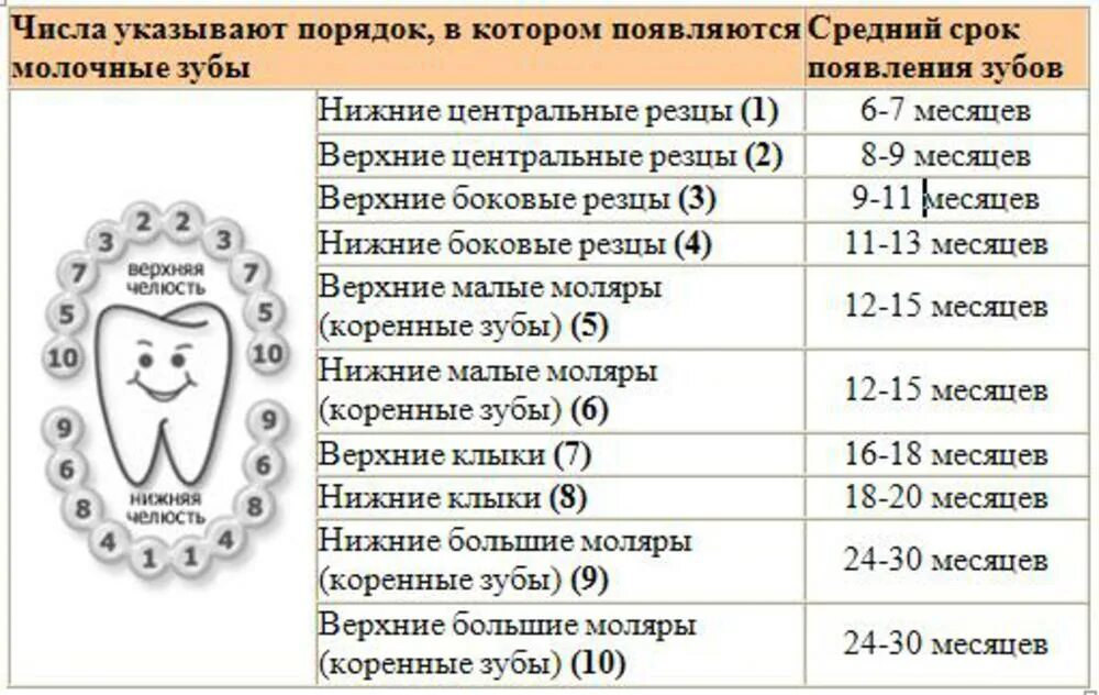 Поочередность прорезывания зубов у детей схема фото Температура режутся - найдено 88 фото