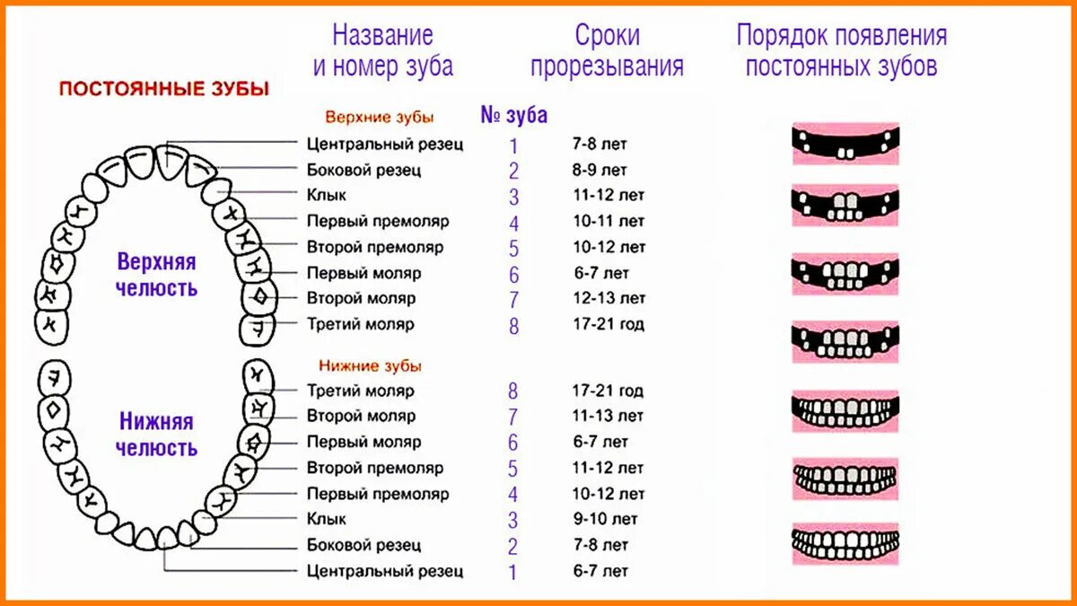 Поочередность прорезывания зубов у детей схема фото Выпал молочный зуб, но новый не растет. Как быть? ZiZi Dent Авторская стоматолог