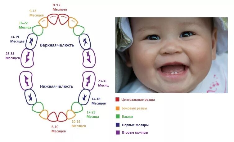 Поочередность прорезывания зубов у детей схема фото В каком порядке и когда у детей прорезываются зубки