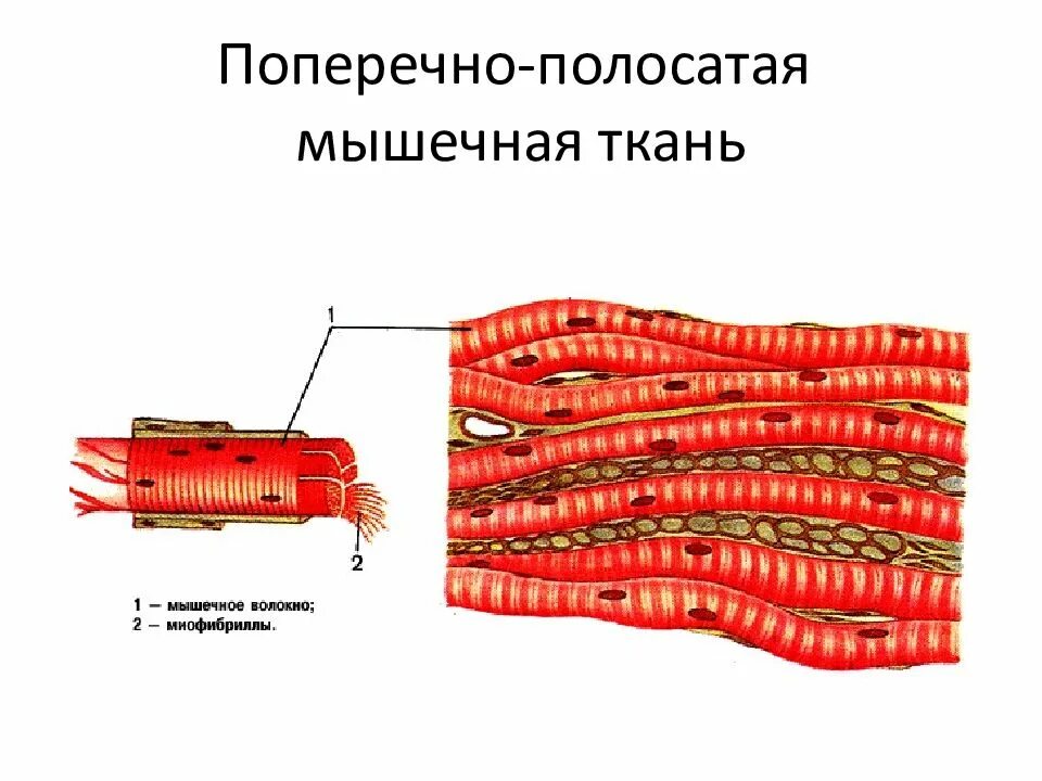 Поперечно полосатая мышечная ткань фото Поперечнополосатой мышечной ткани скелетных мышц: найдено 87 изображений