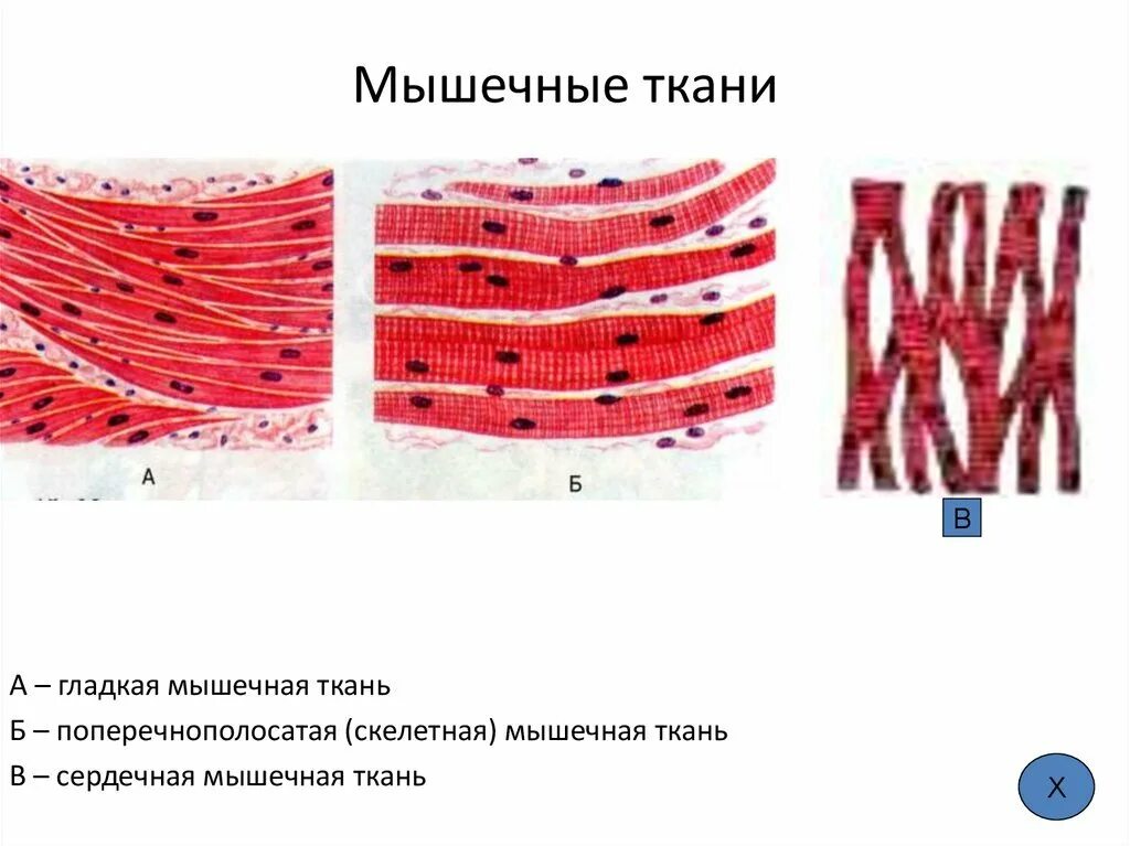 Поперечно полосатая мышечная ткань фото Изображение сердечной поперечно полосатой мышечной ткани