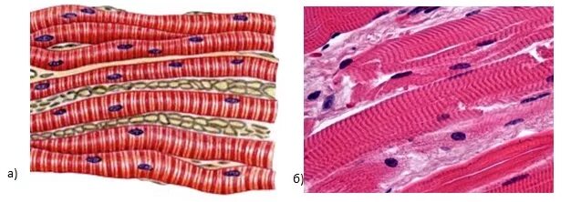 Поперечно полосатая мышечная ткань фото под микроскопом Ткани человека