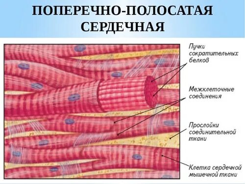 Поперечно полосатая скелетная ткань фото Анатомия 4.1 Flashcards Quizlet