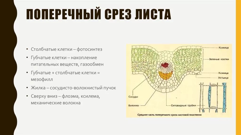 Поперечный срез листа фото Лист и цветок. Оплодотворение - презентация онлайн