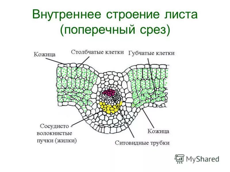 Поперечный срез листа фото Поперечный срез листа фото Shkola-2.ru