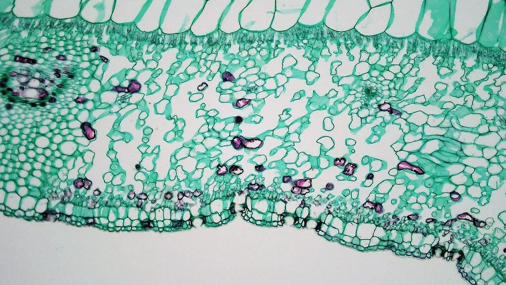 Поперечный срез листа фото Angiosperm Morphology: Stomatal Pits in Lower Epidermis of. Flickr