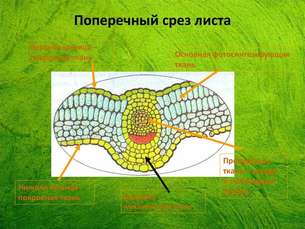 Поперечный срез листа фото Картинки ВНУТРЕННЕЕ СТРОЕНИЕ ЛИСТА ПОПЕРЕЧНЫЙ СРЕЗ