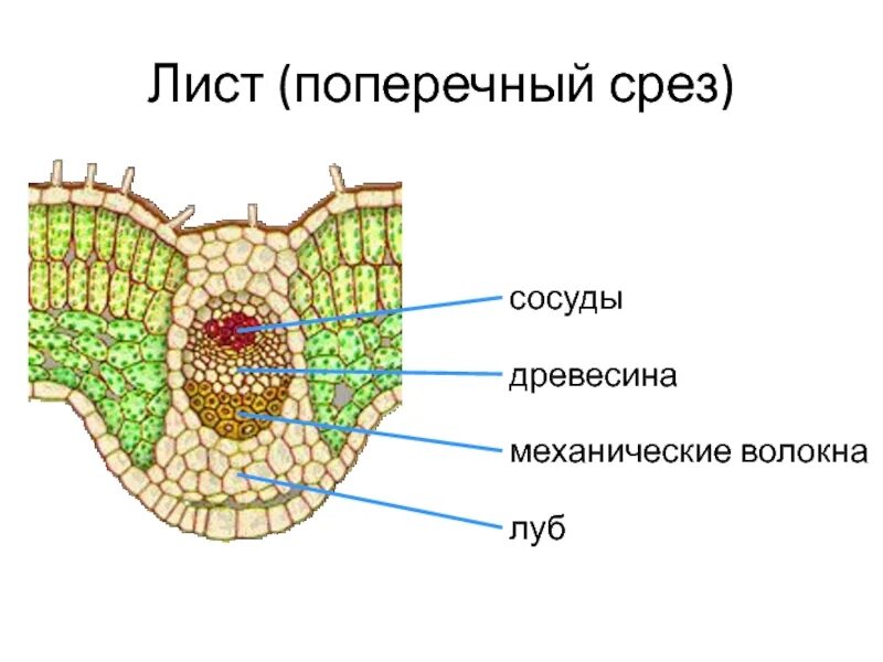 Поперечный срез листа фото Поперечные срезы листьев: найдено 84 картинок