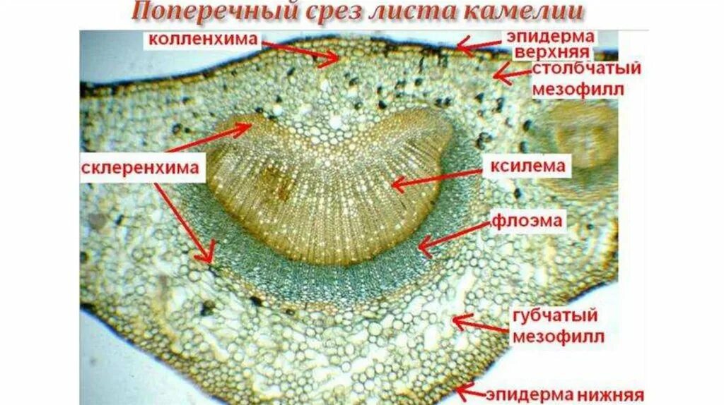 Поперечный срез листа фото Лист камелии особенности строения фото - Arhids.ru