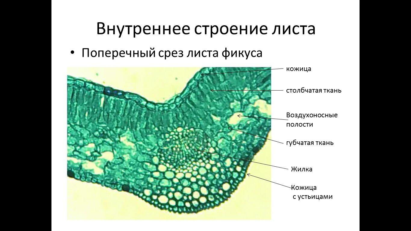 Поперечный срез листа фото Картинки СТРОЕНИЕ СРЕЗА ЛИСТА