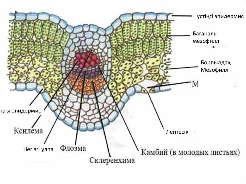 Поперечный срез листа фото Тірі ағзалардағы қоректік заттардың тасымалдануы. Сабақ пен тамырдың құрылысы ме