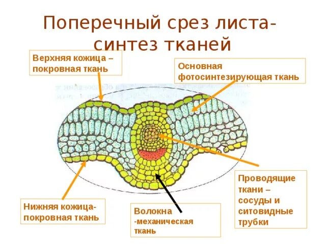 Поперечный срез листа фото Презентация к уроку биологии "Ткани растений"