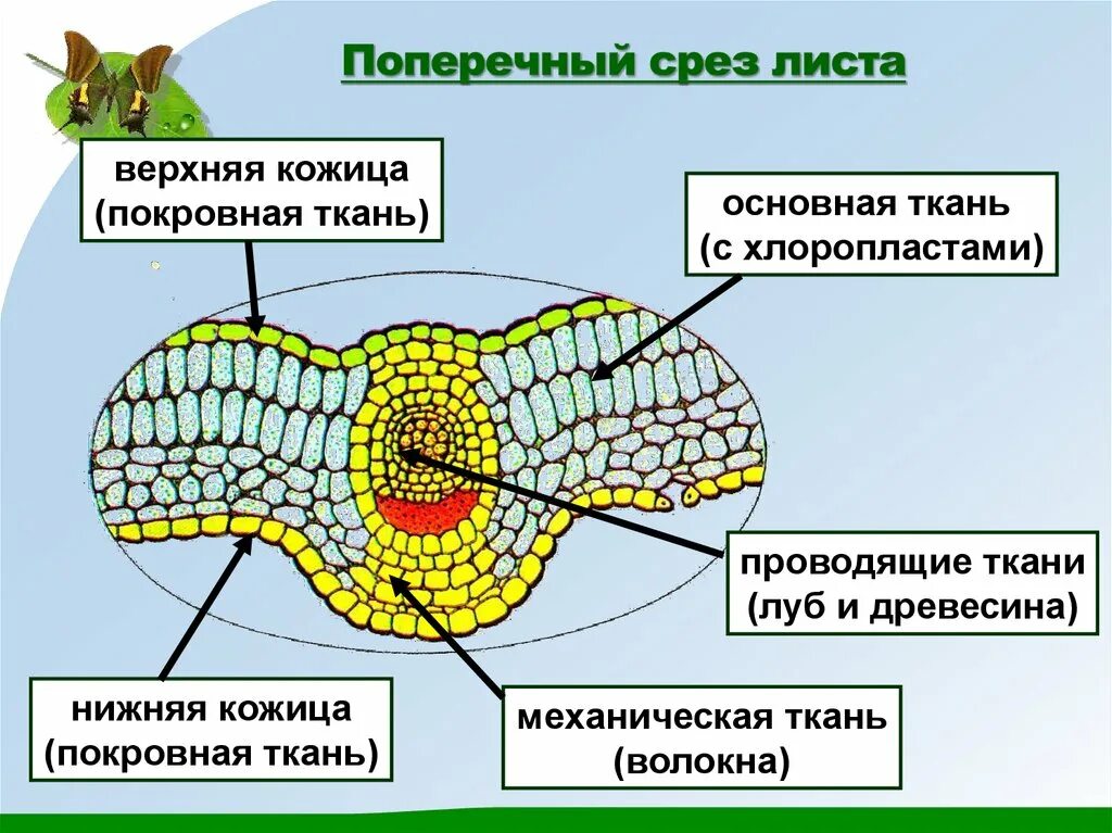 Поперечный срез листа фото Ткани растений (растительная клетка) - презентация онлайн