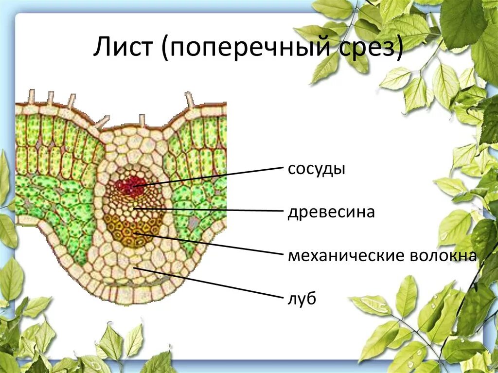 Поперечный срез листа фото Рисунок части поперечного среза листа: найдено 89 изображений