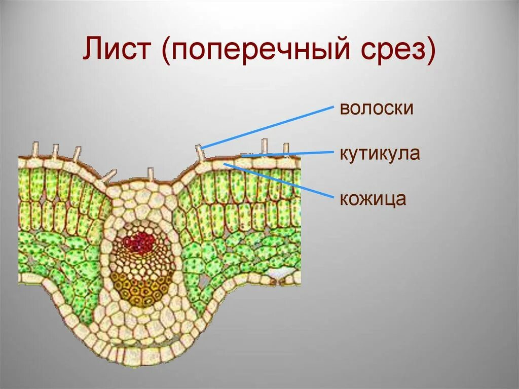 Поперечный срез листа фото Срез фикуса под микроскопом с подписями: найдено 84 изображений