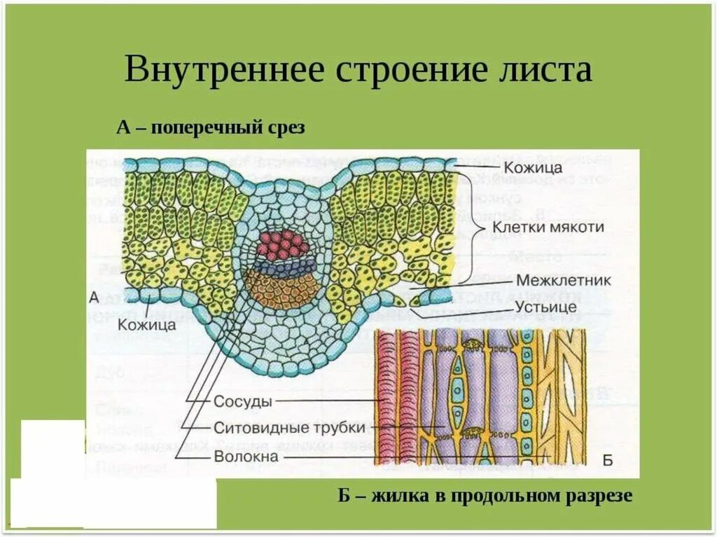 Поперечный срез листа фото Какому типу тканей относится мякоть листа - найдено 71 фото