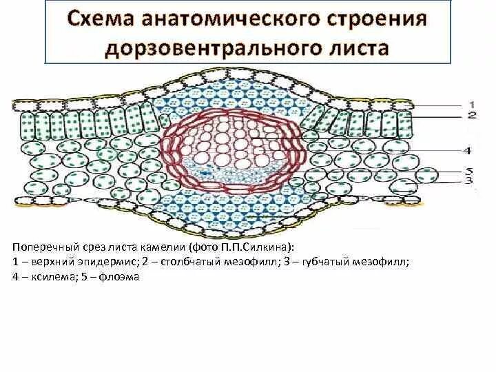 Поперечный срез листа фото Механическая обкладка пучка